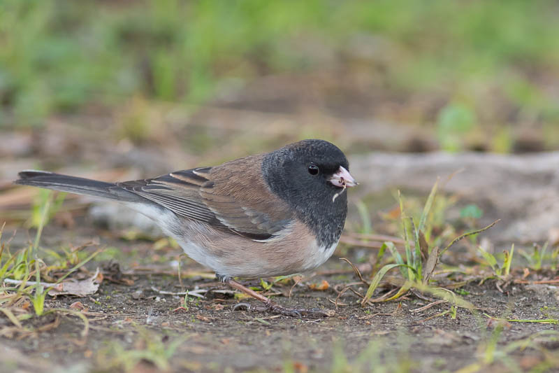 Grijze Junco